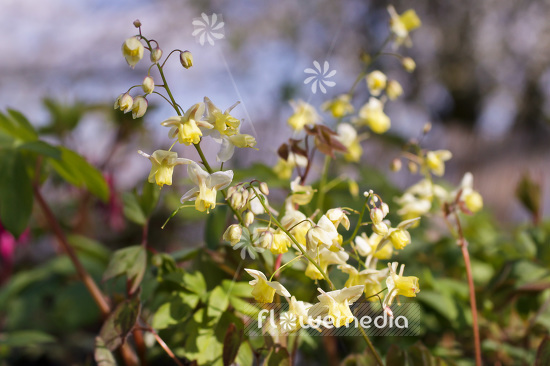 Epimedium x versicolor 'Sulphureum' - Yellow barrenwort (103250)