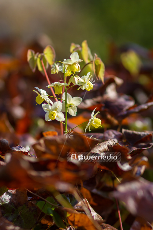 Epimedium x versicolor 'Sulphureum' - Yellow barrenwort (103251)
