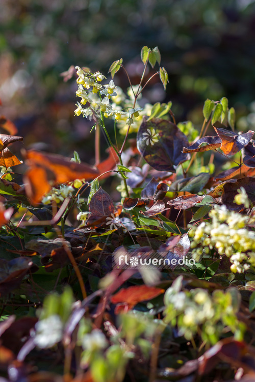Epimedium x versicolor 'Sulphureum' - Yellow barrenwort (103252)