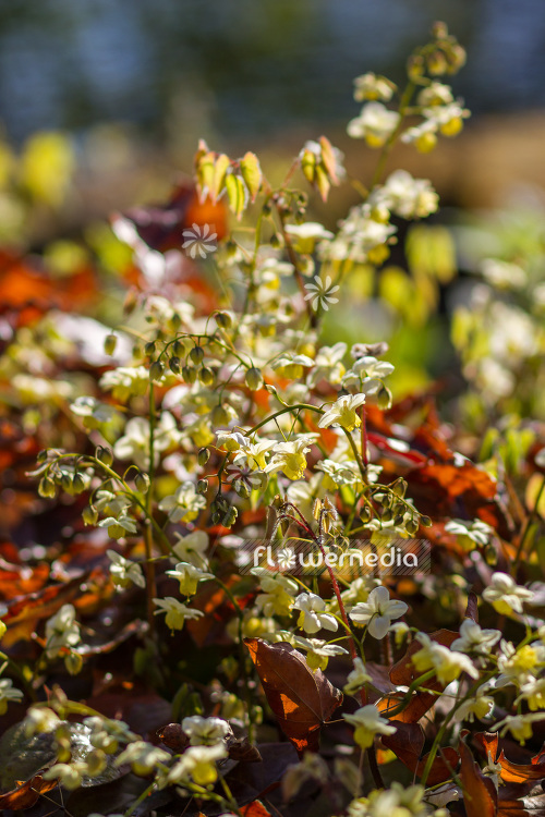 Epimedium x versicolor 'Sulphureum' - Yellow barrenwort (103253)