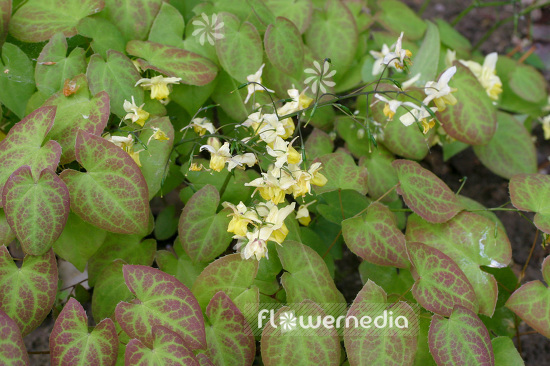 Epimedium x versicolor 'Sulphureum' - Yellow barrenwort (105935)