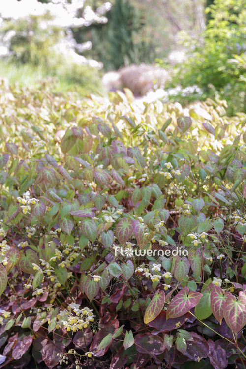 Epimedium x versicolor 'Sulphureum' - Yellow barrenwort (105968)