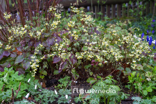 Epimedium x versicolor 'Sulphureum' - Yellow barrenwort (105969)