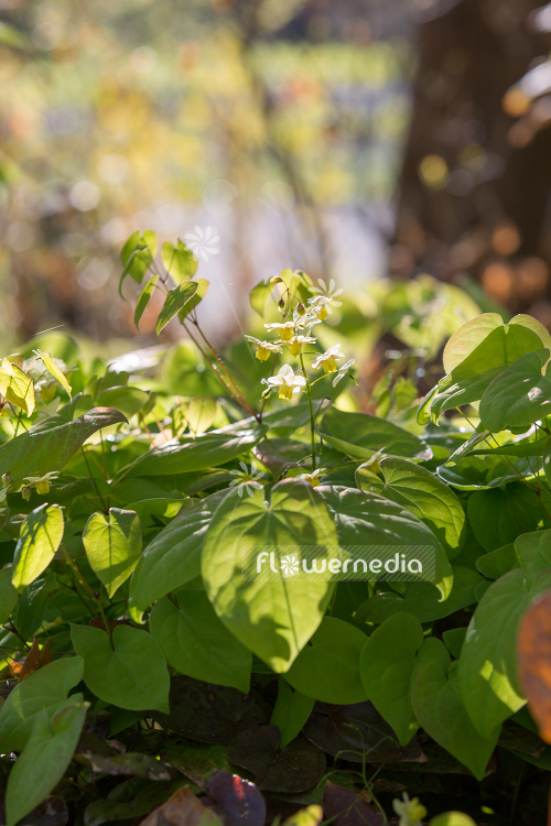 Epimedium x versicolor 'Sulphureum' - Yellow barrenwort (106003)