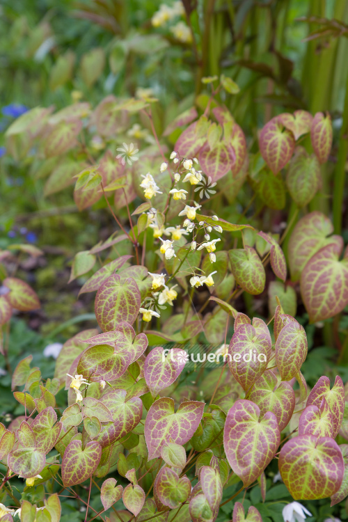 Epimedium x versicolor 'Sulphureum' - Yellow barrenwort (106004)