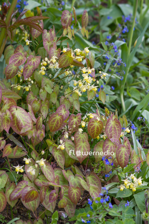 Epimedium x versicolor 'Sulphureum' - Yellow barrenwort (106009)