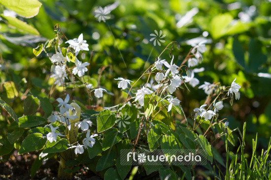 Epimedium x youngianum 'Niveum' - Snowy barrenwort (103260)