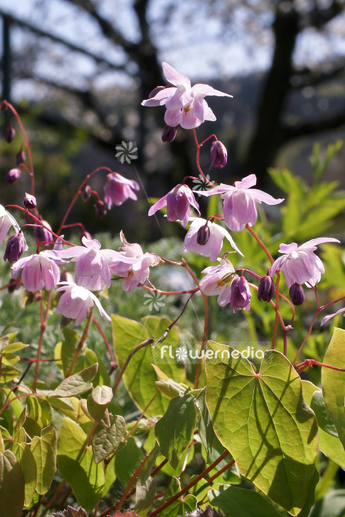 Epimedium x youngianum 'Roseum' - Snowy barrenwort (103261)