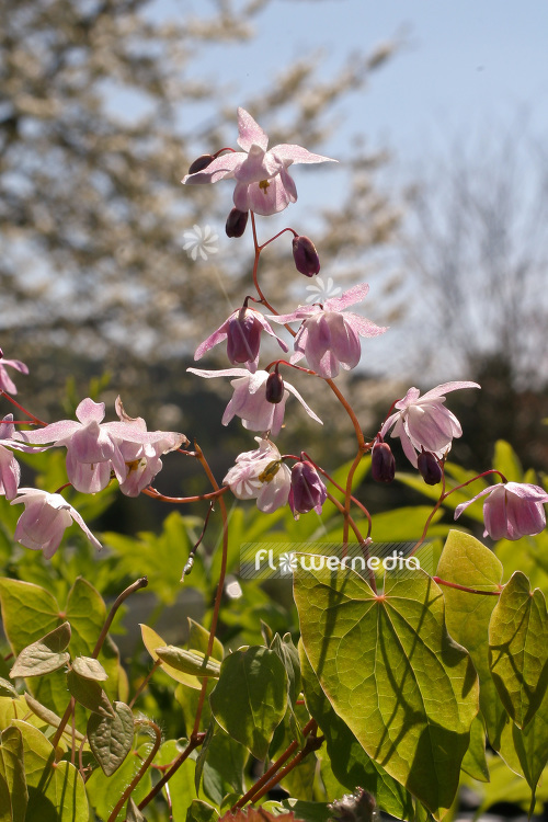Epimedium x youngianum 'Roseum' - Snowy barrenwort (103262)