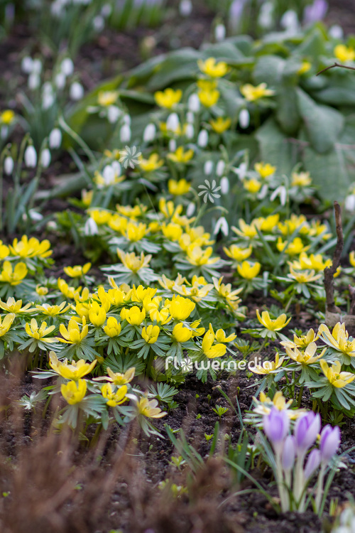 Eranthis hyemalis - Winter aconite (103265)