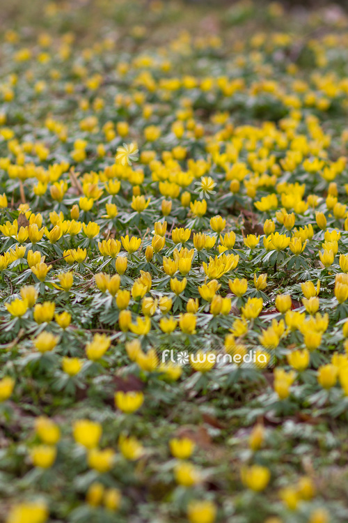 Eranthis hyemalis - Winter aconite (103266)
