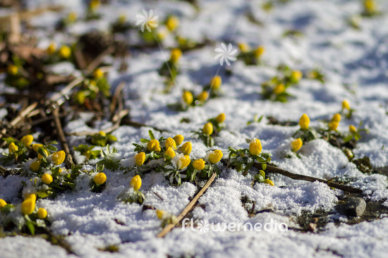 Eranthis hyemalis - Winter aconite (103268)