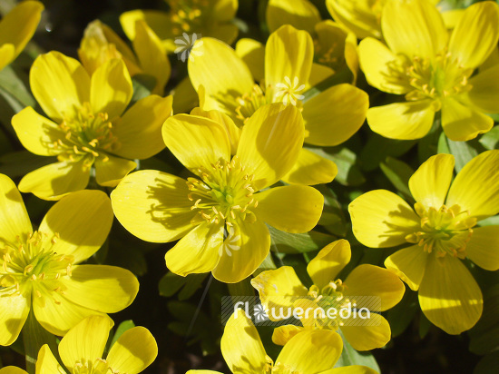 Eranthis hyemalis - Winter aconite (106049)