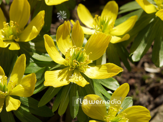 Eranthis hyemalis - Winter aconite (106050)