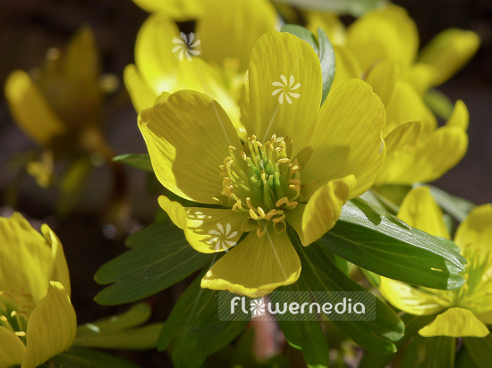 Eranthis hyemalis - Winter aconite (106051)