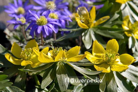 Eranthis hyemalis - Winter aconite (106054)