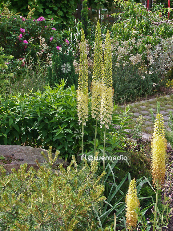 Eremurus stenophyllus - Narrow-leaved foxtail lily (100874)