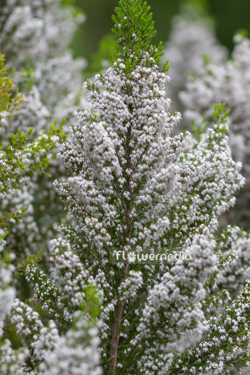 Erica aborea - Briar root (110038)