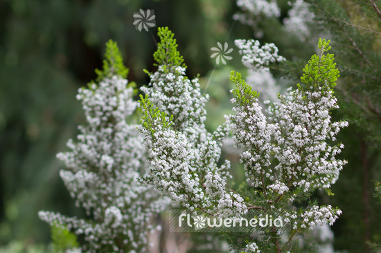 Erica aborea - Briar root (110040)