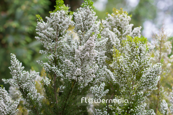 Erica aborea - Briar root (110041)