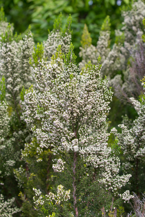 Erica aborea - Briar root (110044)