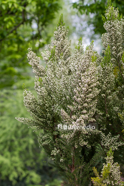 Erica aborea - Briar root (110045)