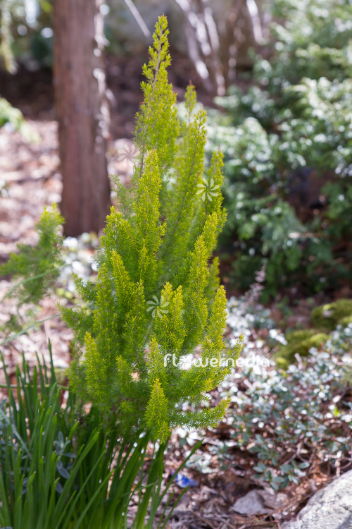 Erica aborea - Briar root (110046)