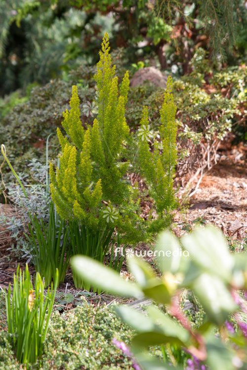Erica aborea - Briar root (110047)