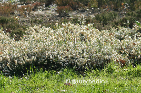 Erica carnea - Alpine heath (110055)