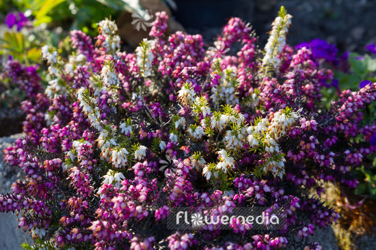 Erica carnea - Alpine heath (110058)