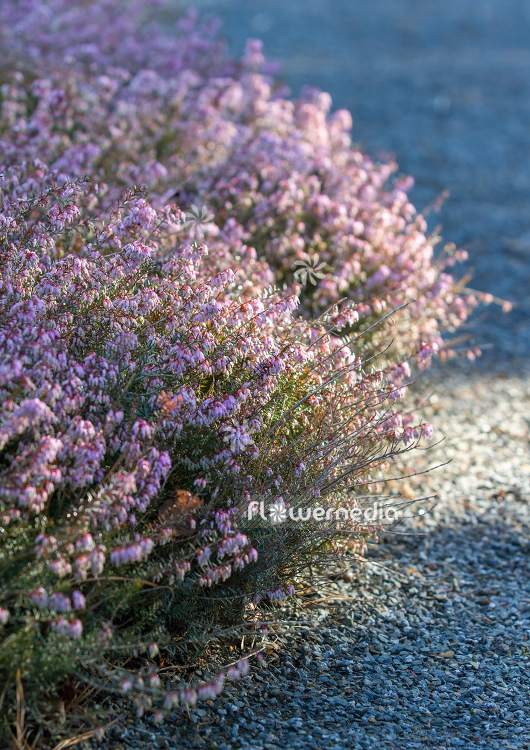 Erica carnea 'Winter Beauty' - Alpine heath (110064)