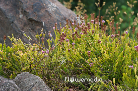 Erica spiculifolia - Spike heath (103271)