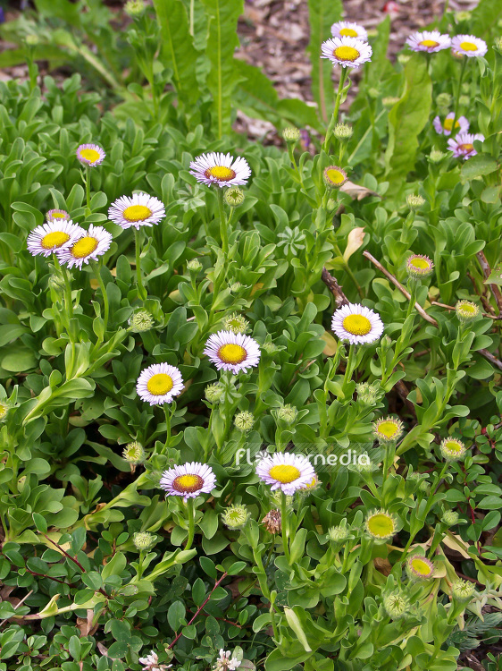 Erigeron glaucus - Seaside daisy (100877)