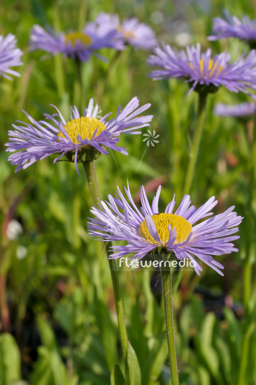 Erigeron 'Mrs. E.H. Beale' - Fleabane (103275)