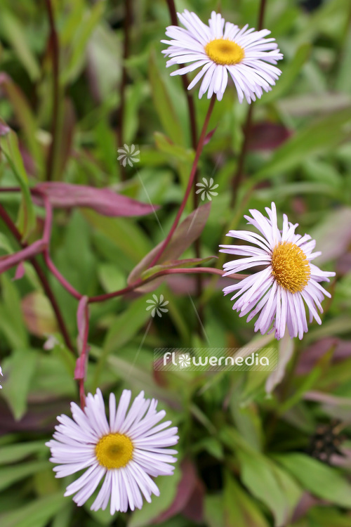 Erigeron 'Quakeress' - Fleabane (103276)