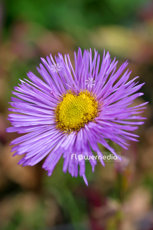 Erigeron 'Schwarzes Meer' - Fleabane (103279)
