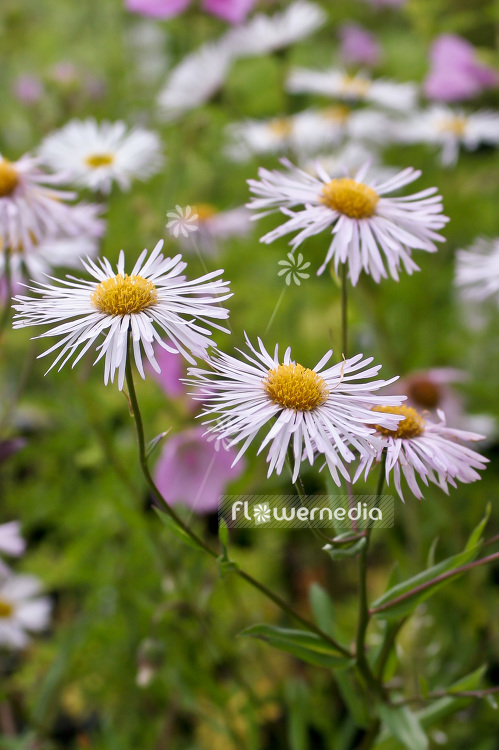 Erigeron 'Sommerneuschnee' - Fleabane (100878)