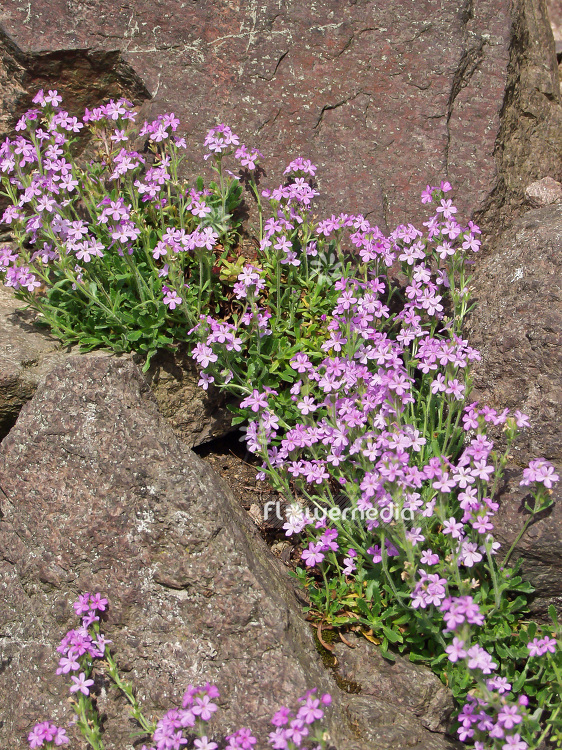 Erinus alpinus - Alpine balsam (100879)