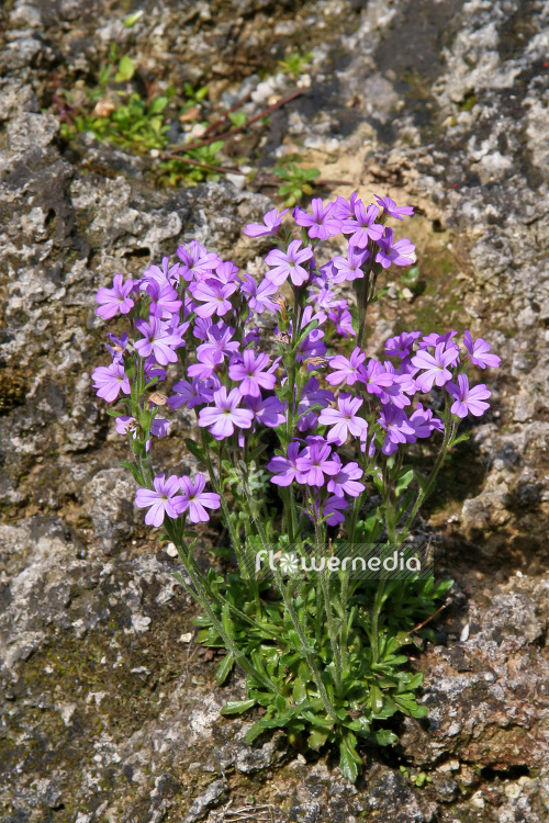 Erinus alpinus - Alpine balsam (103280)