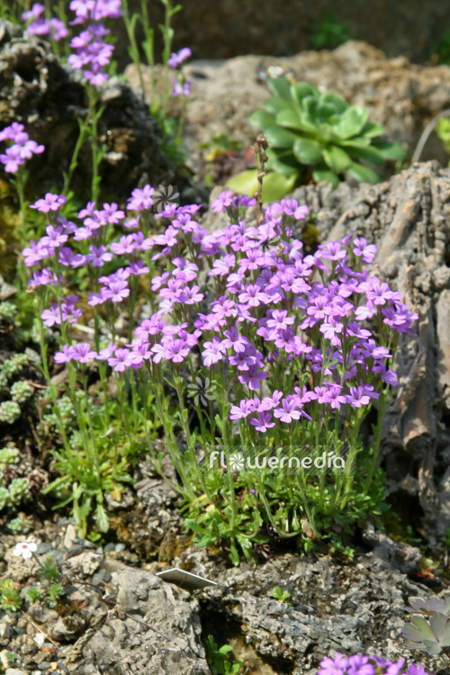 Erinus alpinus - Alpine balsam (103281)