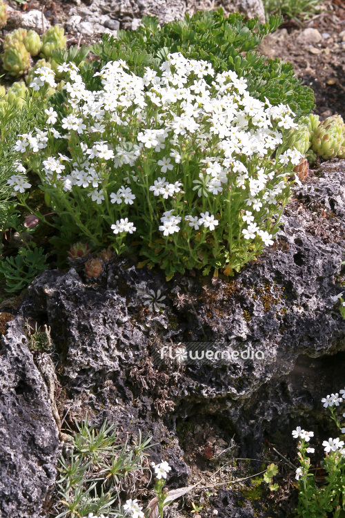 Erinus alpinus 'Albus' - Alpine balsam (103283)