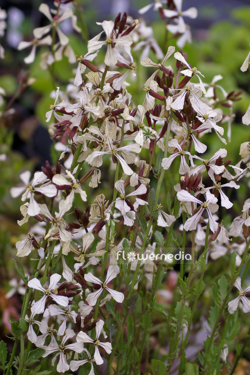 Eruca vesicaria - Salad rocket (103287)