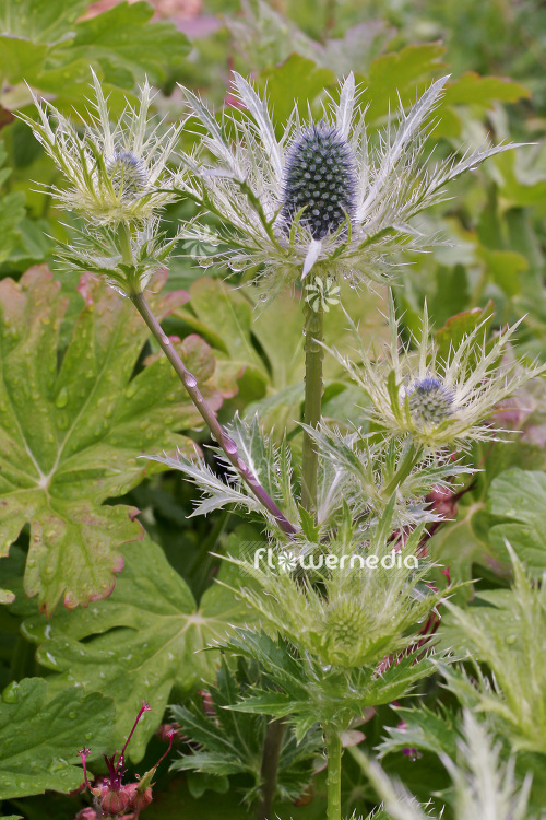 Eryngium alpinum - Alpine eryngo (103289)