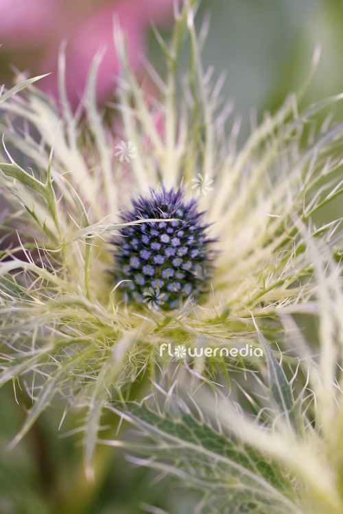 Eryngium alpinum - Alpine eryngo (105393)