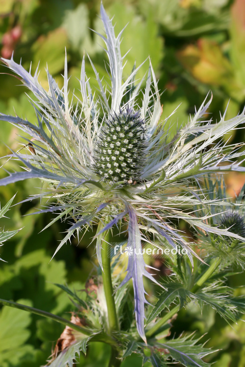 Eryngium alpinum 'Blue Star' - Alpine eryngo (103291)