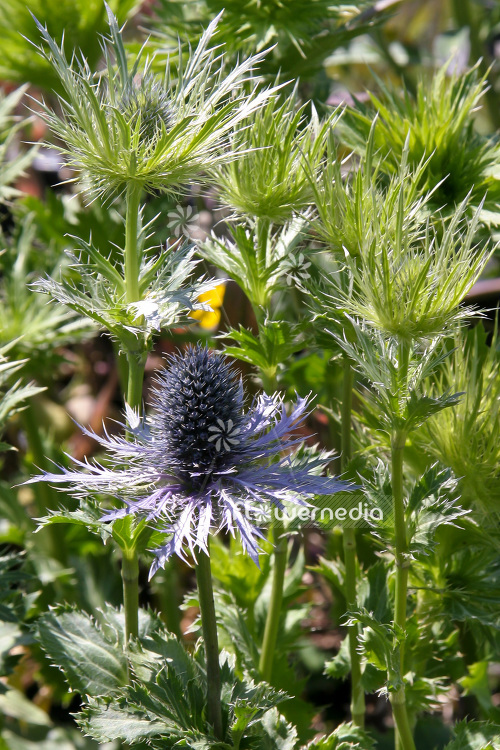 Eryngium alpinum 'Blue Star' - Alpine eryngo (103293)