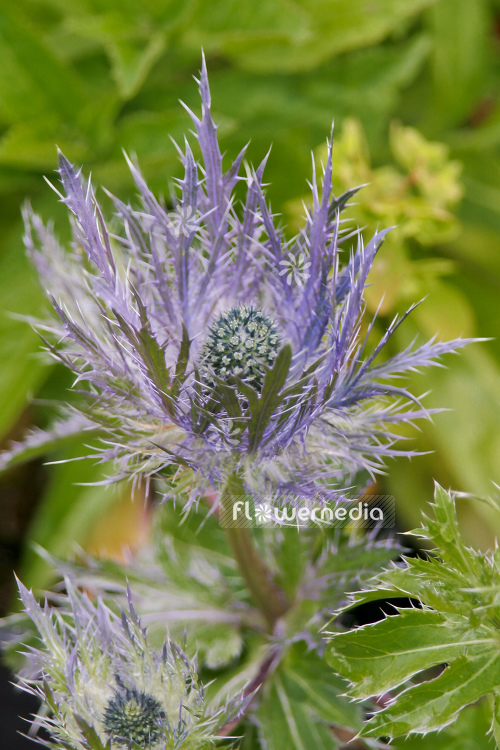 Eryngium alpinum 'Blue Star' - Alpine eryngo (105394)