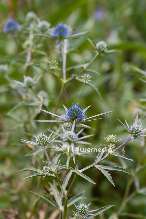 Eryngium amethystinum - Amethyst eryngo (103295)