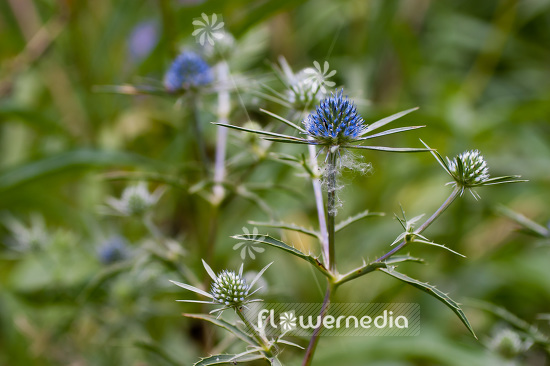 Eryngium amethystinum - Amethyst eryngo (103296)