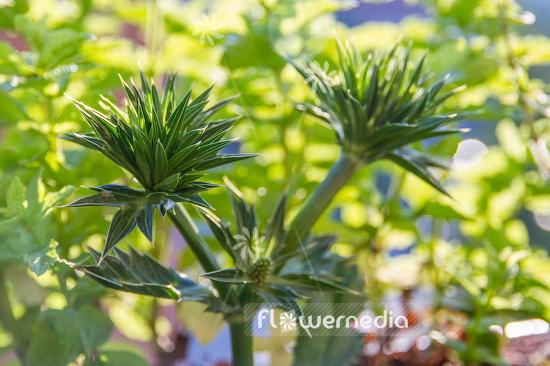 Eryngium foetidum - False coriander (105395)